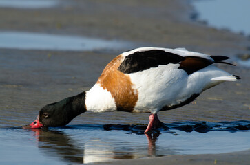 Tadorne de Belon,.Tadorna tadorna, Common Shelduck