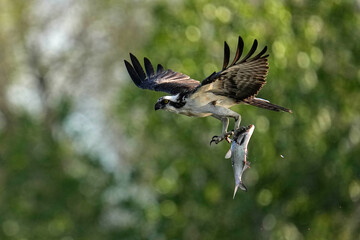 Osprey - Trout