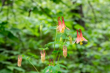 Columbine wild flowers blooming in northern Minnesota at Itasca State Park near Bemidji in June