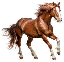 Obraz premium PNG Horse mammal animal white background.