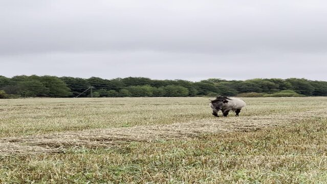 A tarpan horse walks across a field towards an observer. Vertical video of a wild gray horse