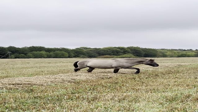 A gray horse walks across the field and approaches a man standing with his back to him. Vertical video of a tarpan horse with a field, sky and trees in the background