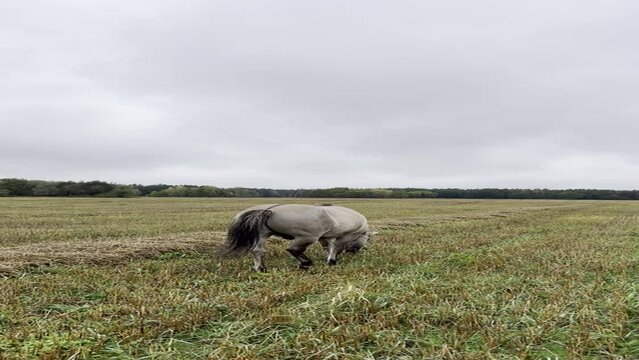 A gray horse walks across the field away from the observer. Vertical video of a tarpan horse 