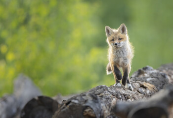 A red fox kit runs along a log
