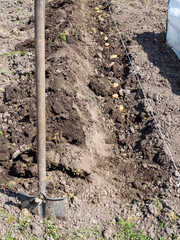 dug-up bed in vegetable garden with potato tubers