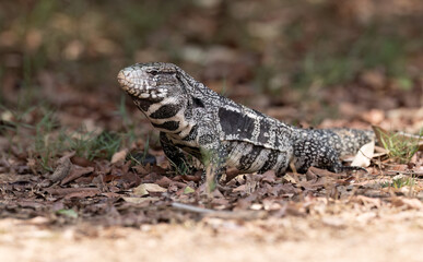 A side view of a lizard in Brazil