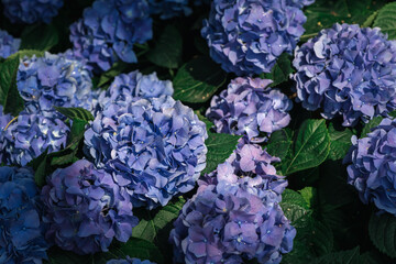 violet Hydrangea flower blooming in garden. flower background