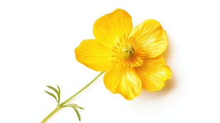 Yellow Spring Buttercup on White Background