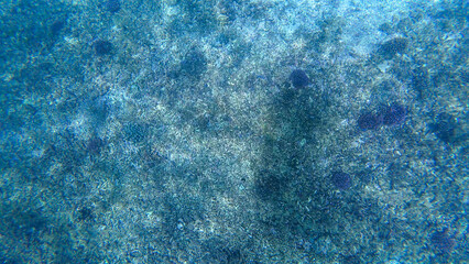 Photography of fish and corals in Oman near Muscat during spring day