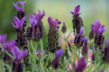 Espigas de lavanda floreciendo sobre fondo desenfocado.