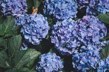 Obraz premium violet Hydrangea flower blooming in garden. flower background