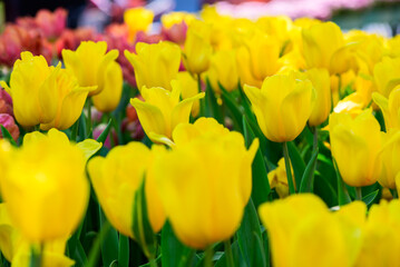 Beautiful Yellow Tulip flower blooming in garden, flower background