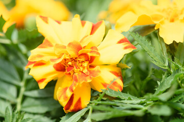  Tagete naranja jaspeado en flor en primer plano.