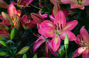 Beautiful pink lily flower in garden, pink flower