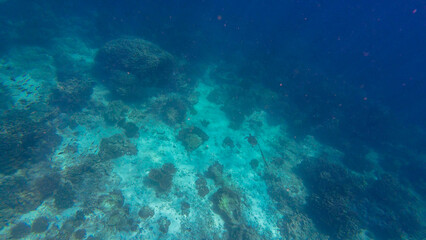 Fototapeta premium Photography of fish, turtle, sharks and corals in Oman near Muscat during spring day