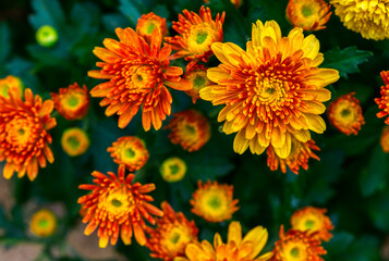 Orange Chrysanthemum flower on top view, flower background