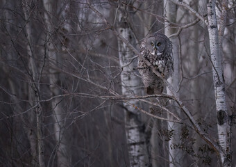 A greay gray owl tucked in on a branch in wunter