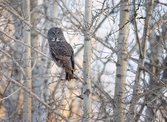 A great gray at sunset on a poplar tree