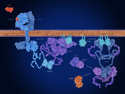HER3-EGFR complex,  Raf/MEK/ERK (MAPK) pathway
