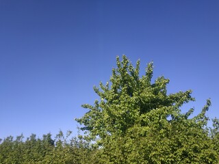 Obraz premium landscape photo. green tree on the background of the blue sky