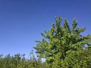 Obraz premium landscape photo. green tree on the background of the blue sky