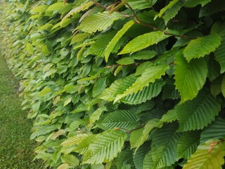 Fototapeta premium photo texture of green leaf background