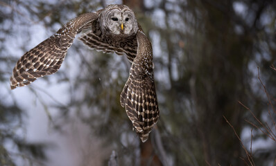A barred owl shown in flight