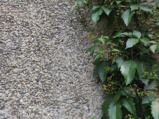 photo texture of green leaf background