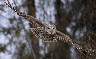  A barred owl in flight