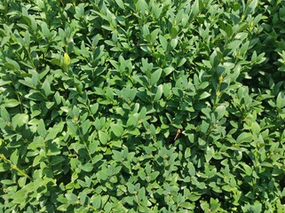 photo texture of green leaf background