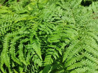 photo texture of green leaf background