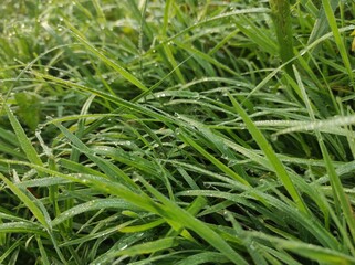 photo texture of green leaf background