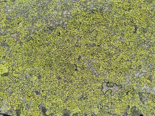 photo texture of green leaf background