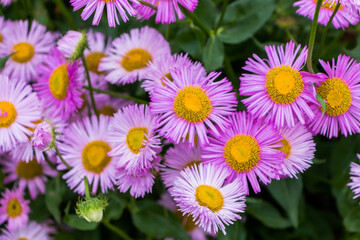 Obraz premium purple flowers of the small-petalled hybrid aster with a yellow center close-up