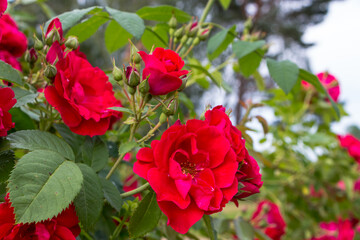 bush of bright red roses close-up after the rain, natural plant background