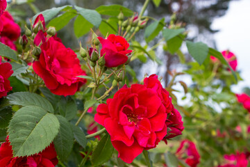 bush of bright red roses close-up after the rain, natural plant background