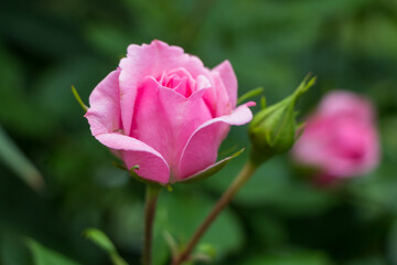 pink rose flower close up, natural plant background