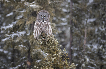 Great gray owl looking out from a top a coniferous tree