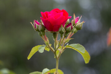 bush of bright red roses close-up after the rain, natural plant background