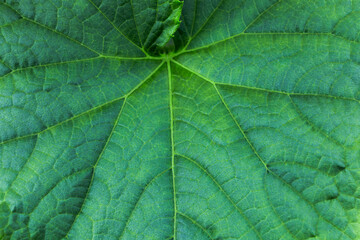 green leaf texture close-up. cucumber leaf. Natural plant background.
