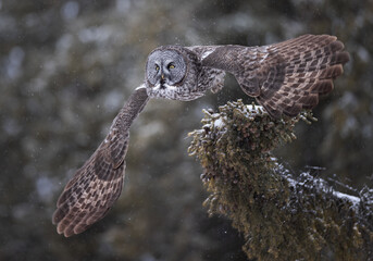 Great gray owl taking off from a coniferous tree