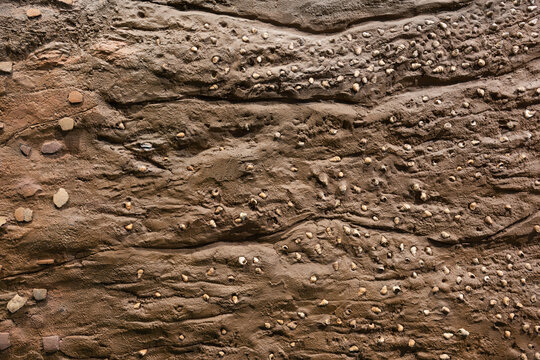 Dirt wall and shell small conch background texture