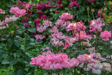 pink roses eaten by pests in the garden