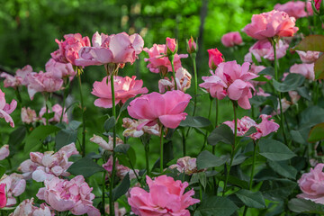 pink roses eaten by pests in the garden