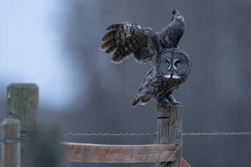 Great gray owl readying to take off from a post