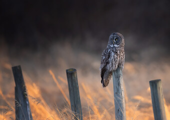 Great gray owl at sunset