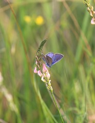 Blue Polyommatus icarus butterfly on a blade of grass
