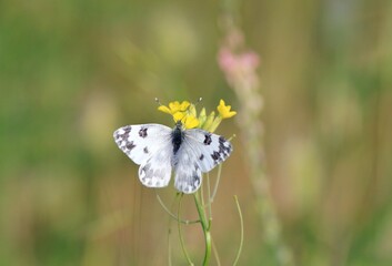 White butterfly Pontia edusa on yellow flowers

