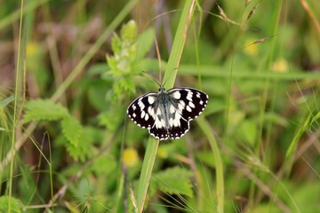 Black and white Melanargia galathea butterfly on yellow flowers and green blades of grass
