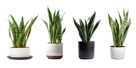 Plant png cut out element set